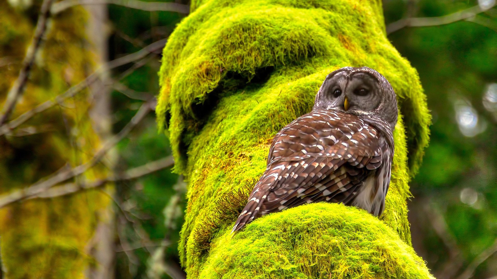 乐鱼体育下载-德甲球员在高压阶段冲刺质量与决策效率的耦合分析