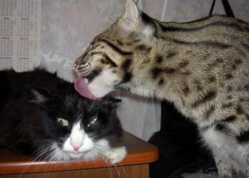 乐鱼体育app官方入口-出发反应时间优于组内平均