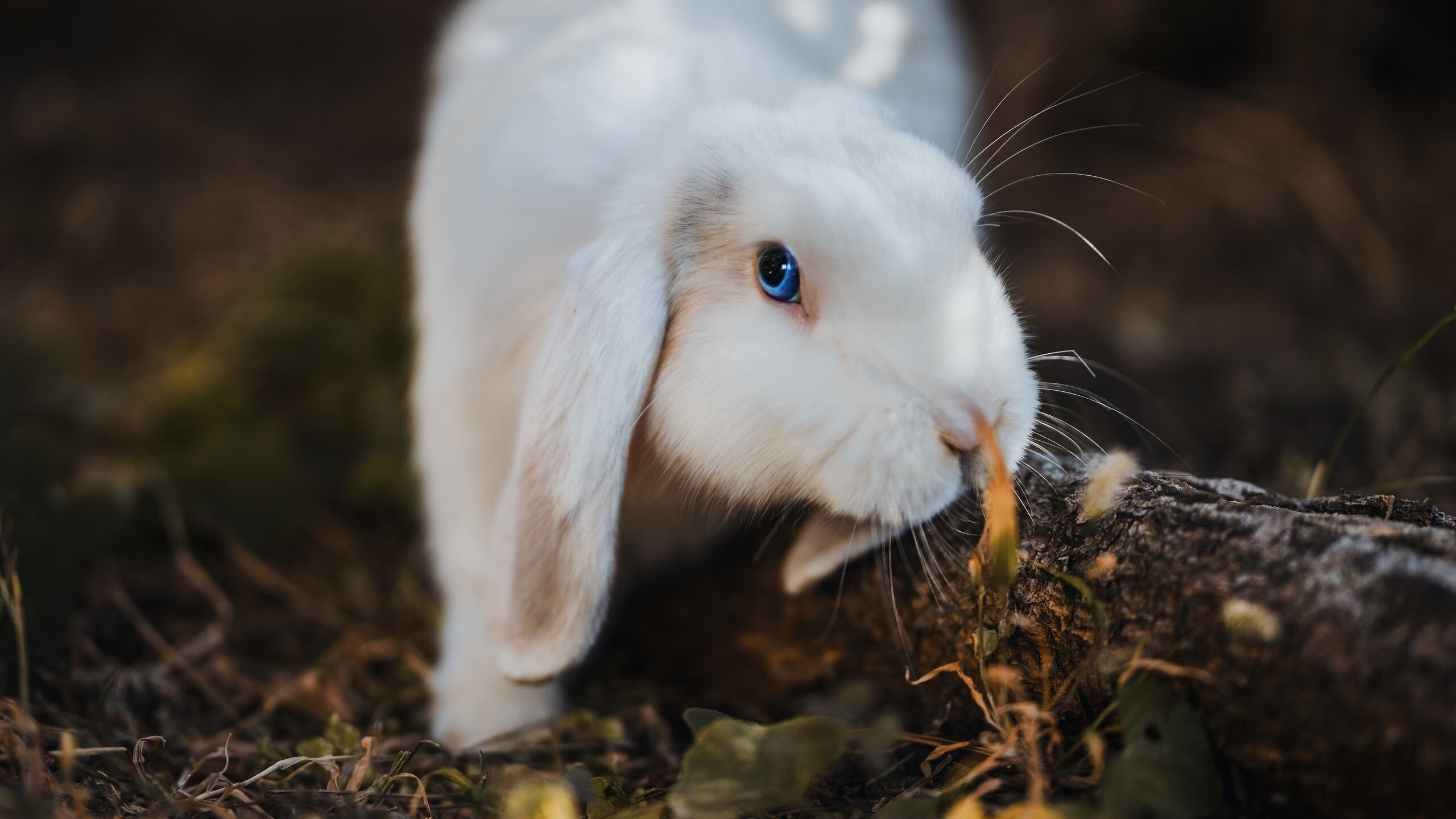 详细阅读:乐鱼体育平台登录-青少年足球培养模式亟待创新,青少年足球培养模式亟待创新的原因 乐鱼体育平台登录-青少年足球培养模式亟待创新,青少年足球培养模式亟待创新的原因
