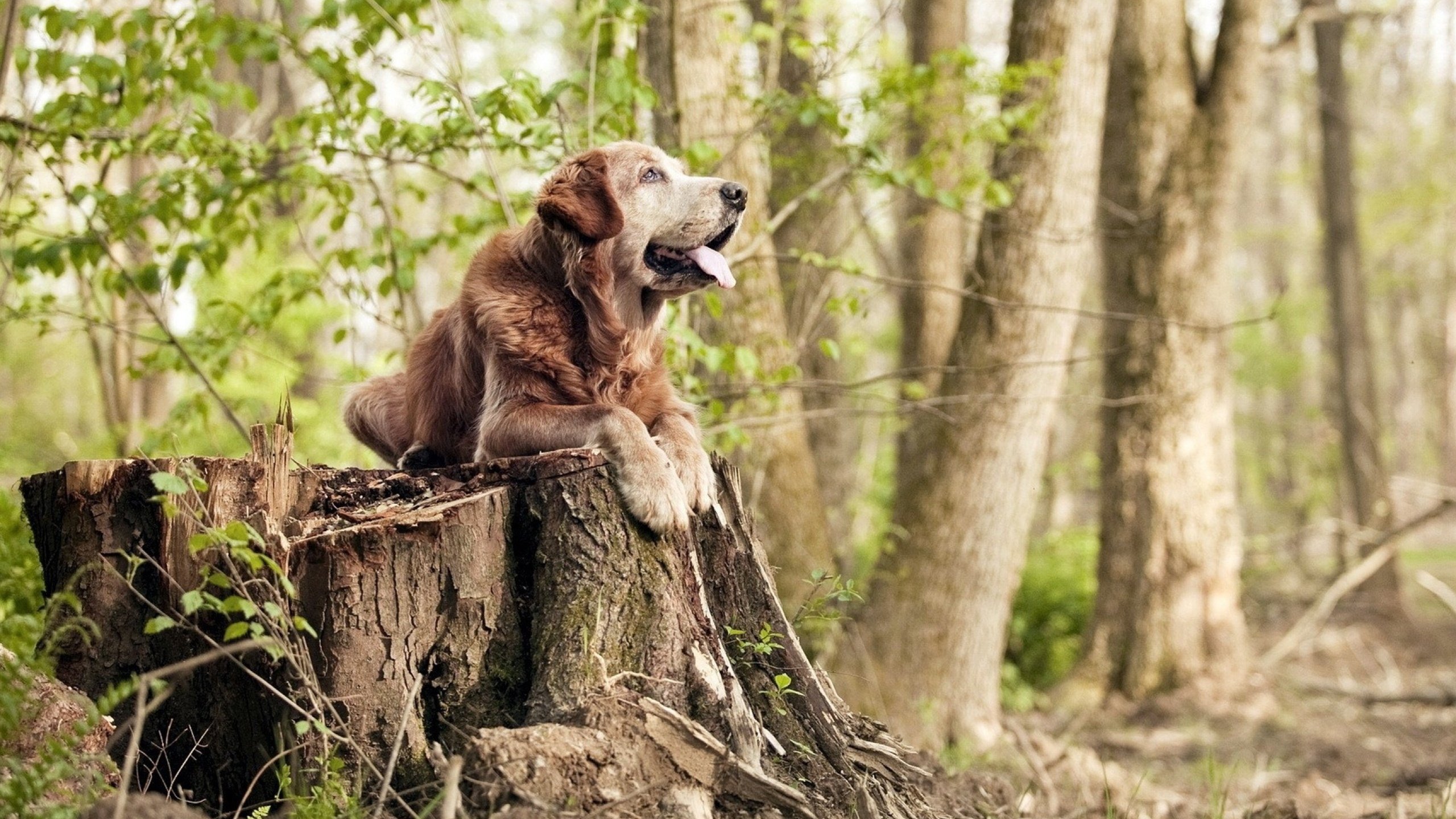 乐鱼体育官网网址-丁俊晖接受外媒专访称目标始终如一，丁俊晖的介绍