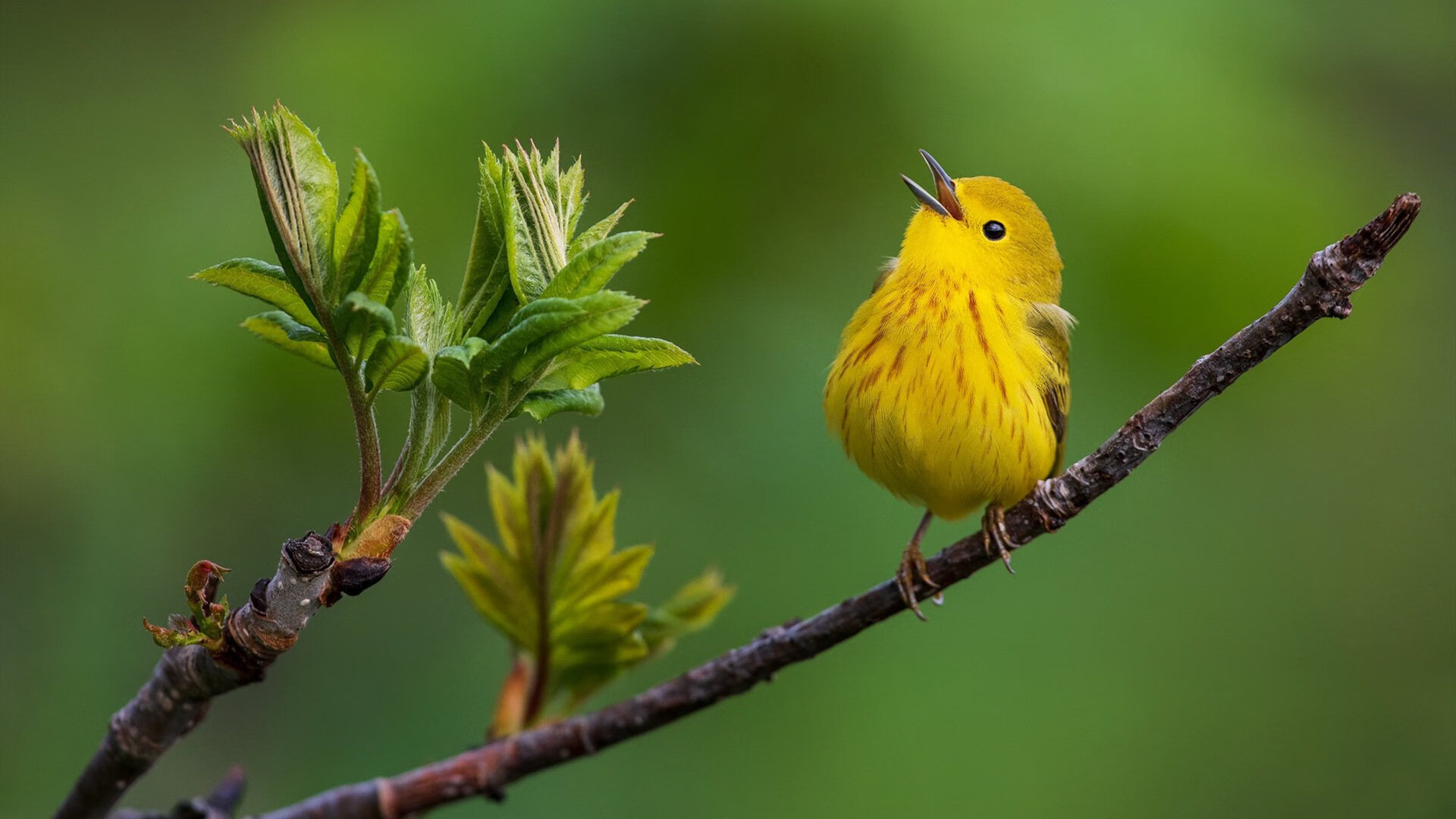 乐鱼体育app下载地址-中立代表队A蝶泳项目发挥持续稳定，蝶泳中国选手
