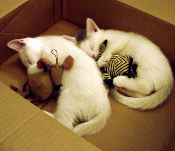 乐鱼体育 vip注册-公牛公众答疑分享新赛季愿景,公牛2020赛季