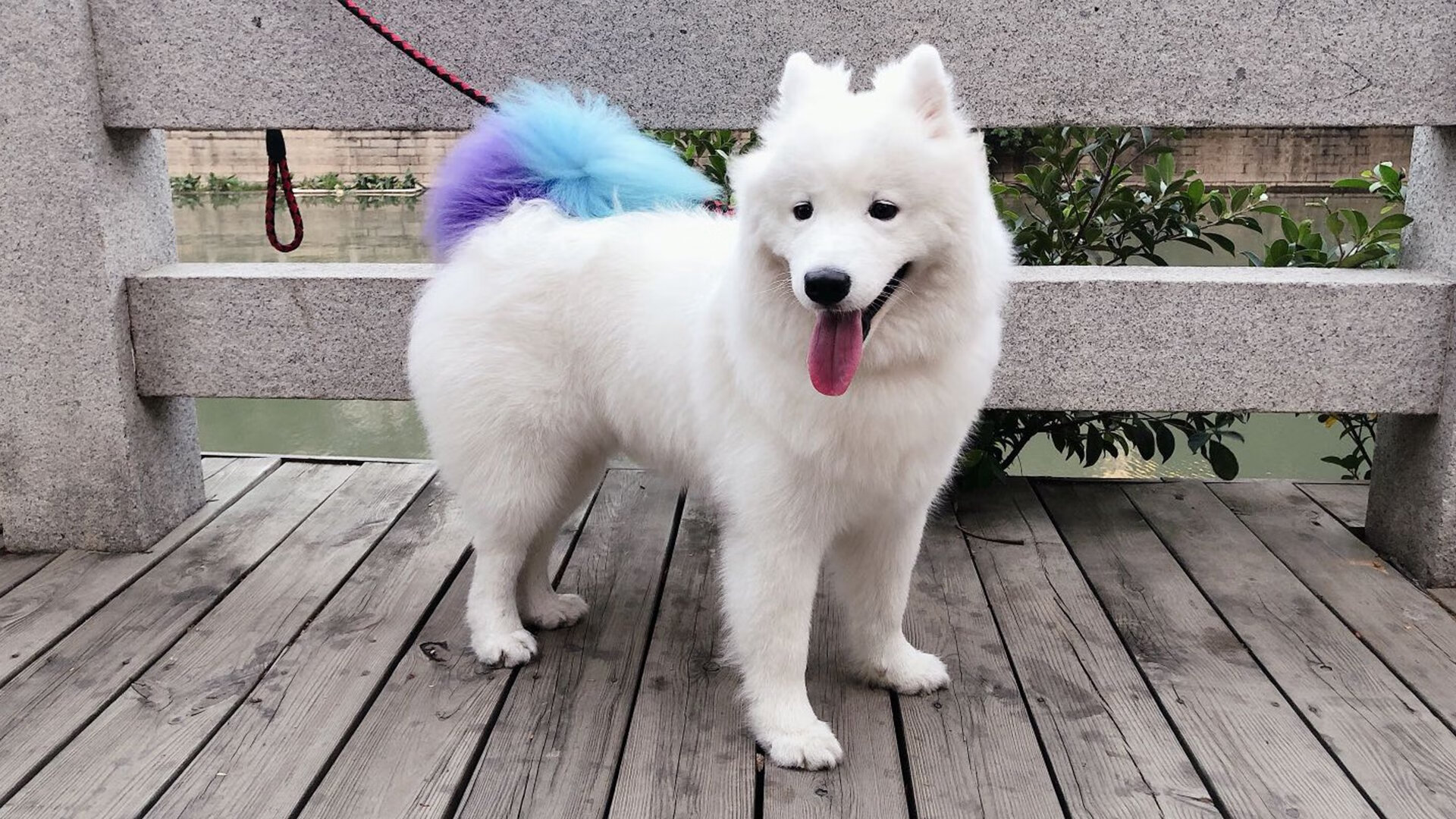 乐鱼体育 vip注册-公牛公众答疑分享新赛季愿景,公牛2020赛季