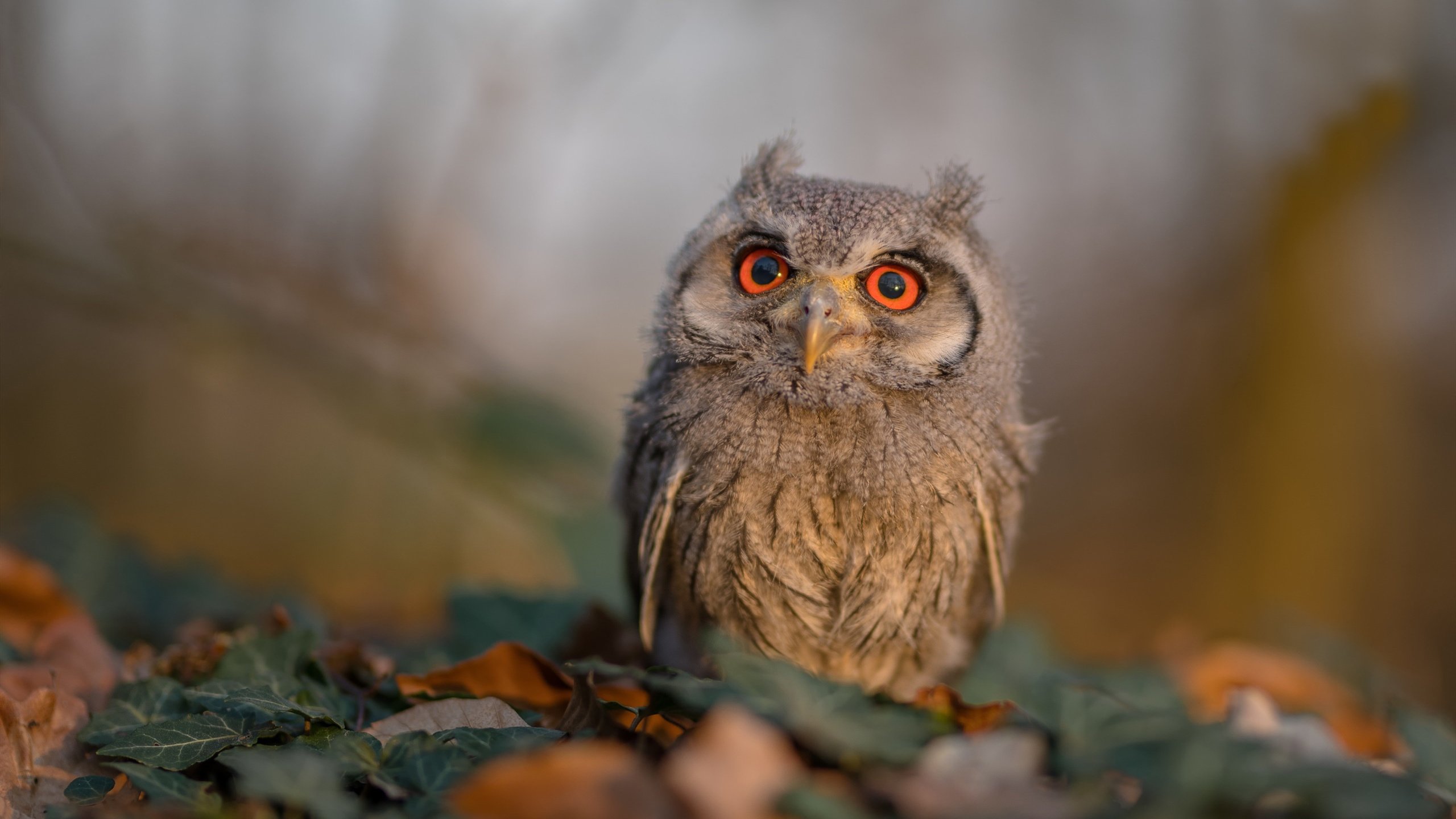 乐鱼体育-地方政府支持职业篮球进校园打造育人育才双向通道，职业篮球学校招生 学生