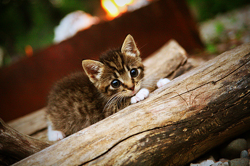 乐鱼官网安全-奥康纳的反击速度与传球精准,打破对手防线,josh 奥康纳