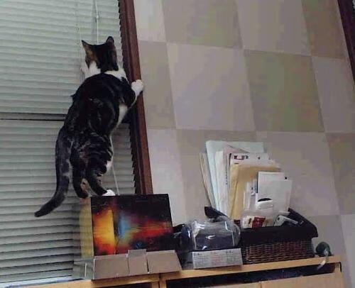 乐鱼体育网址-新西兰橄榄球赛事票房收入持续攀升,商业化前景广阔,橄榄球 新西兰